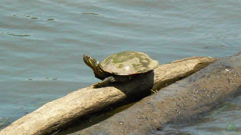 Ein Paradies für Wasserschildkröten: Die Gestaltung eines Gartenteichs