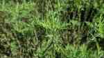 Artemisia abrotanum am Gartenteich (Einrichtungsbeispiele mit Echte Eberraute)