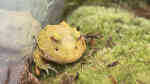 Ceratophrys cranwelli im Terrarium halten (Einrichtungsbeispiele für Schmuckhornfrosch)