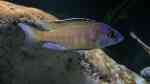 Einrichtungsbeispiele für Placidochromis electra (Elektra-Maulbrüter)