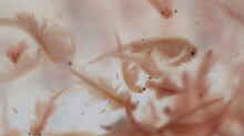 Artemia Salina