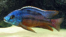 Placidochromis-Arten
