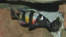 Haplochromis sp. Zebra-obliquidens