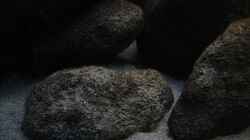 Bodensteine mit dem simuliertem Sediment Grund