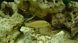 Foto mit Labidochromis caeruleus