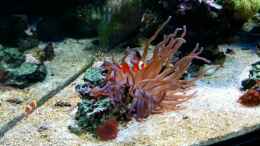 Foto mit Amphiprion ocellaris - Falscher Clown - Anemonenfisch