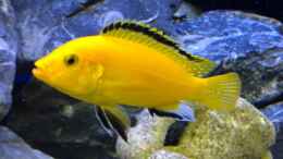 Foto mit Labidochromis caeruleus (Yellow)