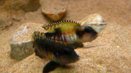 Foto mit Lamprologus Speciosus female beim drohen