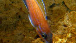 Foto mit Paracyprichromis nigripinnis Chituta male