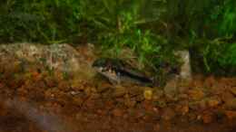 Foto mit Panzerwels Corydoras habrosus