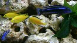 Foto mit Labidochromis caeruleus Yellow & Melanochromis maingano