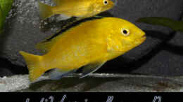 Foto mit Labidochromis Yellow sp. Gold