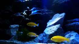 Foto mit Labidochromis caeruleus yellow
