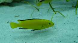 Foto mit Labidochromis car.yellow male