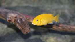 Foto mit Labidochromis caeruleus Weibchen