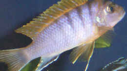 Foto mit Labidochromis Hongi