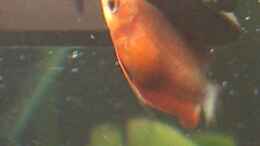 Foto mit Colisa sota, roter Honigfadenfisch
