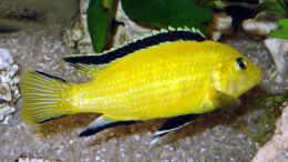 Foto mit Labidochromis caerlueus Yellow- Bock