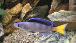 Foto mit Cyprichromis Leptosoma blue flash Isanga 