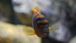 Foto mit Labidochromis sp. hongi 