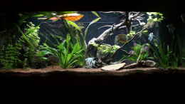 Foto mit Aquarium Hauptansicht von Juwel Rio 400