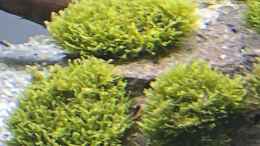 Foto mit Riccardia chamedryfolia 