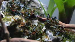 Foto mit Bucephalandra Kedagang