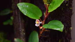 Foto mit Begonia schulzii