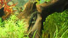 Foto mit 06.06.2007: Ancistrus dolichopterus - Antennen Wels (Weibchen)