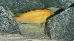 Foto mit Labidochromis Caeruleus Männchen in seiner Höhle