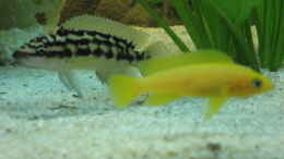 Foto mit Julidochromis und Neolamprologus