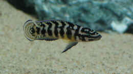 Foto mit Julidochromis Männchen