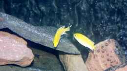 Foto mit Yellow, Gelber Labidochromis