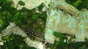 Aquarien mit Julidochromis marlieri
