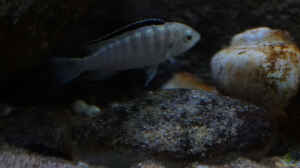 Labidochromis nkali im Aquarium halten