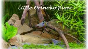 Bild aus dem Beispiel Little Orinoko River von Sambia