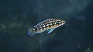 Aquarien mit Julidochromis transcriptus
