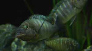 Petrochromis famula im Aquarium