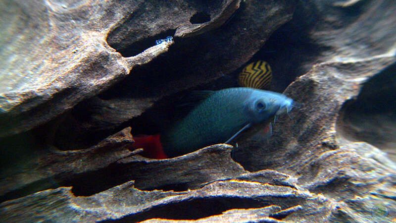 Epalzeorhynchos bicolor im Aquarium halten (Einrichtungsbeispiele für Feuerschwanz)