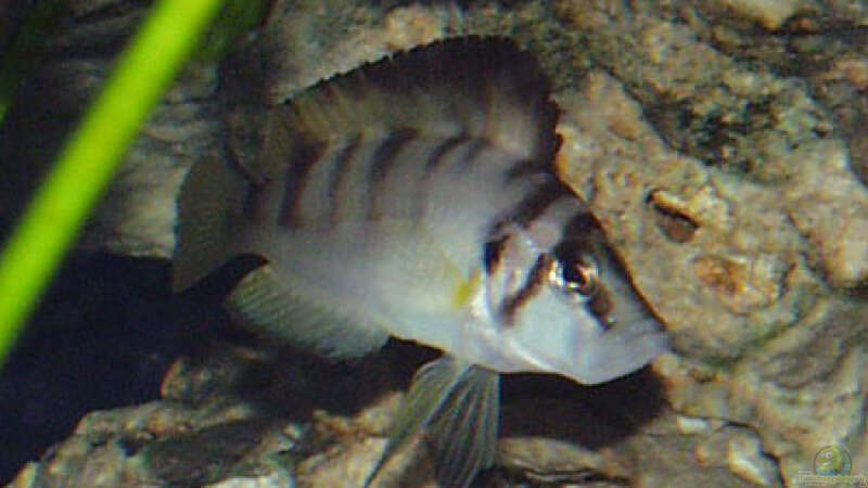 Aquarien mit Altolamprologus sp. "sumbu shell"