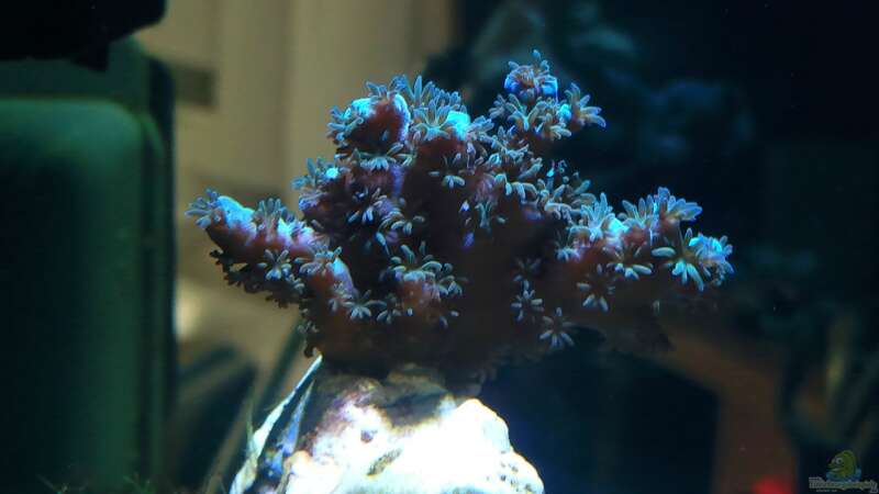 Acropora plumosa im Aquarium halten (Einrichtungsbeispiele für Kleinpolypige Steinkoralle)