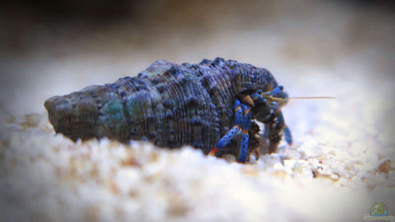 Aquarien mit Clibanarius tricolor (Blaubein-Einsiedlerkrebs)