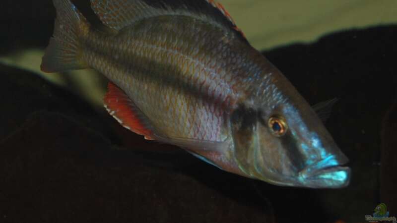 Einrichtungsbeispiele für Aquarien mit Dimidiochromis-Arten aus dem Malawisee