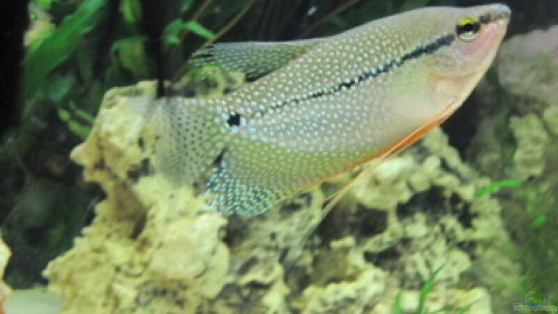 Aquarien mit Mosaikfadenfischen (Trichogaster leerii)