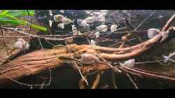Video Thoracocharax stellatus von Agua viva (7eGeLzj3cVI)