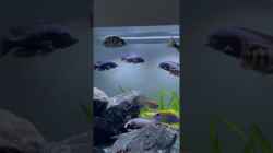 Video Placidochromis Gissel Streitereien von Stephan Senger (kMZfBR3zTP0)