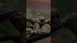 Video Synodontis Njassae von Stephan Senger (soBWFpz706Q)