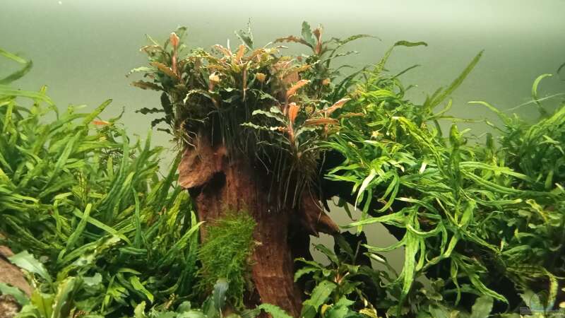 Wasserwerte im Aquarium: Ein Schlüssel zum erfolgreichen Pflanzenwuchs