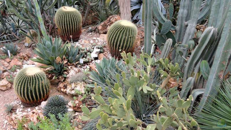 Kaktus-Oase: Ein Leitfaden zum Kakteenkauf mit grünen Tipps für blühende Freude