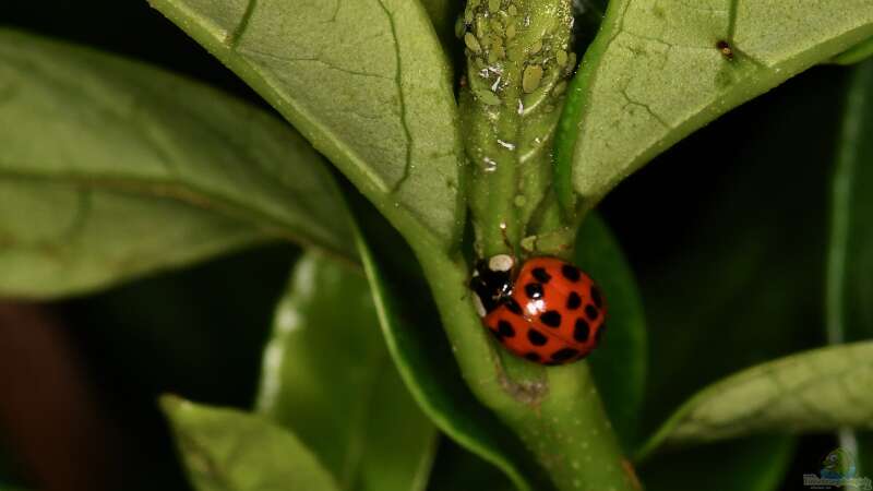 Effektive und Natürliche Methoden zur Bekämpfung von Blattläusen im Garten